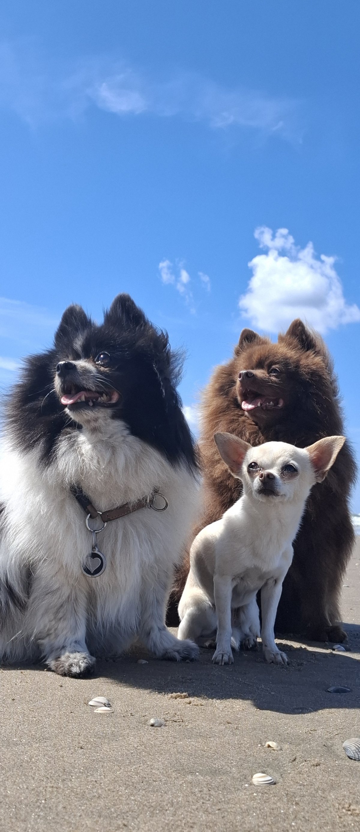 Drei Hunde in Petra’s Fellwerkstatt