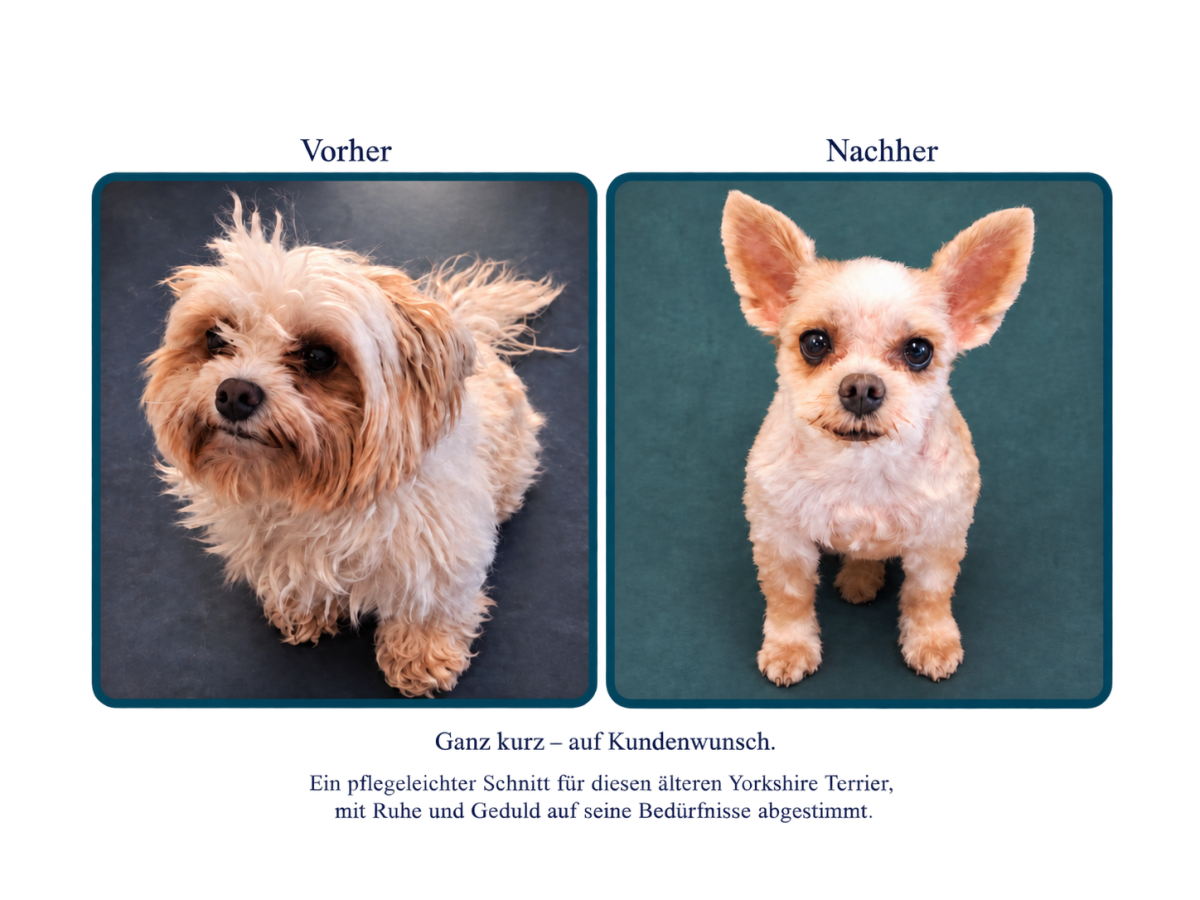 Yorkshire Terrier vor und nach der Fellpflege